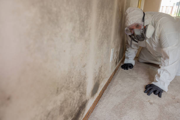 Best Mold Documentation for Insurance Claims  in Oakmont, PA